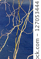 Willow Tree or Willow Matsudana Tortuosa branches with bizarre shapes 127053444