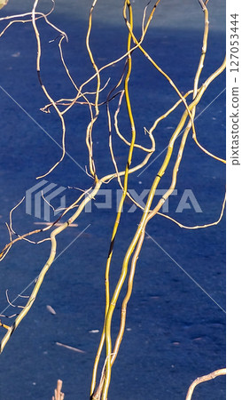 Willow Tree or Willow Matsudana Tortuosa branches with bizarre shapes 127053444