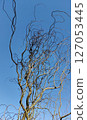 Willow Tree or Willow Matsudana Tortuosa branches with bizarre shapes 127053445