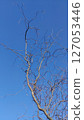 Willow Tree or Willow Matsudana Tortuosa branches with bizarre shapes 127053446