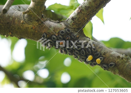 樹枝上的蛹，可能是紅斑瓢蟲 127053605