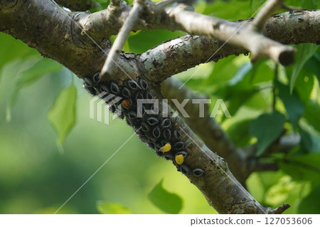 樹枝上的蛹，可能是紅斑瓢蟲 127053606