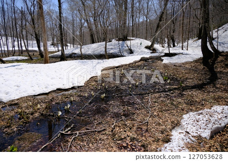 Okususobana Nature Park, Imaike Marshland, few skunk cabbages in bloom, April 30, 2025 127053628