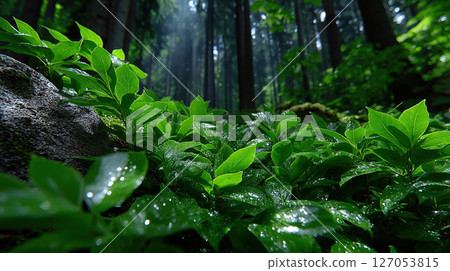 Vibrant green foliage in a forest setting, illuminated by beams of sunlight, a serene outdoor scene. 127053815