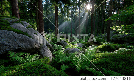 The sun shines through the trees, illuminating a forest floor full of moss and ferns. 127053816