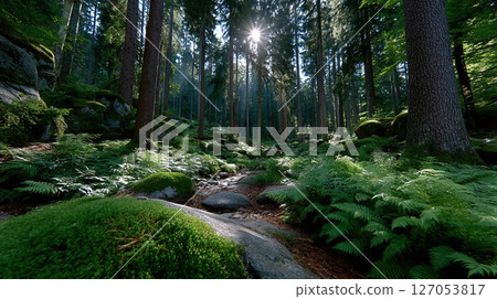 A sunlit forest path winds through lush greenery, creating a serene and peaceful scene. 127053817