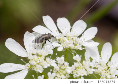 A black fly approaching an Orleans plant 127053875