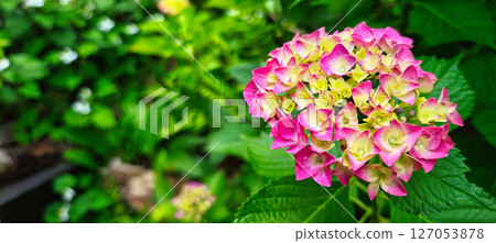 The first hydrangea flowers are pink The first hydrangea flowers are pink 127053878