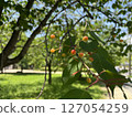 Cherries become trees 127054259