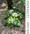 Wasabi flowers 127054260