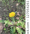 Dandelion blooming on the roadside 127054261