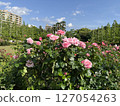 Park rose garden 127054263