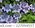 Blue hydrangea 127054557
