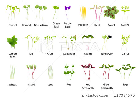 Microgreens of Various Edible Plants Growing 127054579