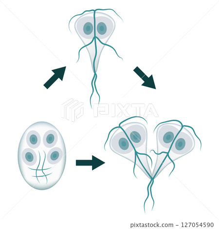 Giardia lamblia life cycle, trophozoite, encystation and excystation stages 127054590