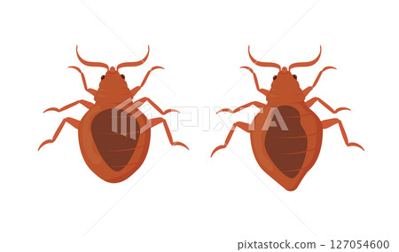 Bed Bugs, Male and Female on White Background 127054600