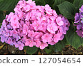 A beautiful harmony of shades of pink and purple 127054654