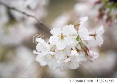 Cherry blossoms that have begun to bloom 127054730