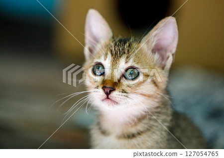 Hopeful kitten gazing with bright eyes Hopeful kitten gazing with bright eyes 127054765