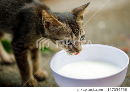 Kitten drinking milk from white bowl outdoors 127054766