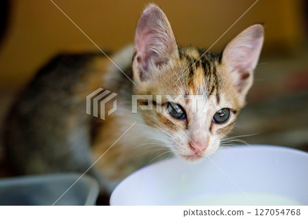 Cute Kitten Drinking Milk from a Bowl 127054768