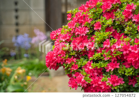 Red azalea flowers decorating the entrance 127054872