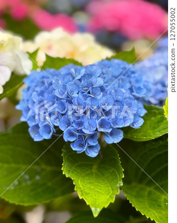 Hydrangea wet in the rain Hydrangea wet in the rain 127055002