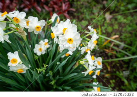 Daffodil flowers in full bloom in spring 127055328