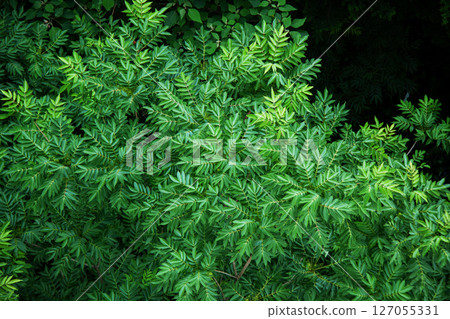 Fresh greenery seen from above 127055331