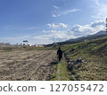 Rice field scenery (work) 127055472