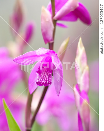 一朵美麗的鳶尾花上的雨滴 一朵美麗的鳶尾花上的雨滴 127055497