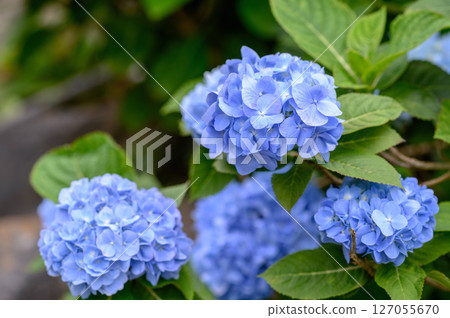 Blue hydrangea 127055670