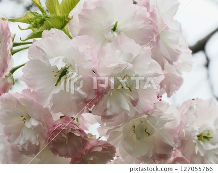 雙櫻花 雙櫻花 127055766