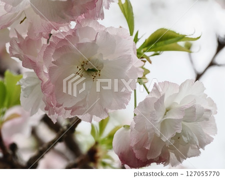 Double-flowered cherry blossoms Fugenzou Double-flowered cherry blossoms Fugenzou 127055770