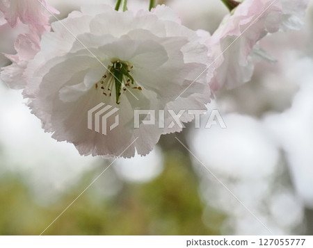Double-flowered cherry blossoms Fugenzou Double-flowered cherry blossoms Fugenzou 127055777