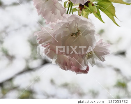 Double-flowered cherry blossoms Fugenzou Double-flowered cherry blossoms Fugenzou 127055782