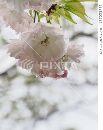 Double-flowered cherry blossoms Fugenzou Double-flowered cherry blossoms Fugenzou 127055785