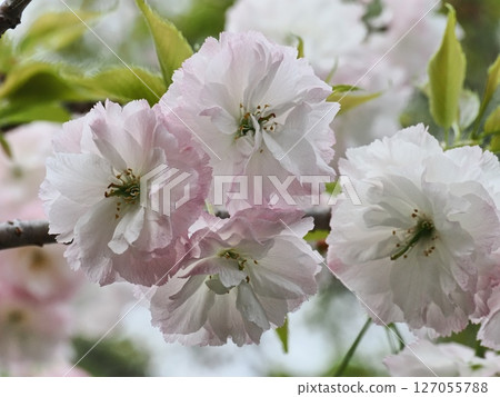 雙櫻花 雙櫻花 127055788