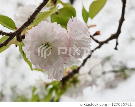雙櫻花 127055791