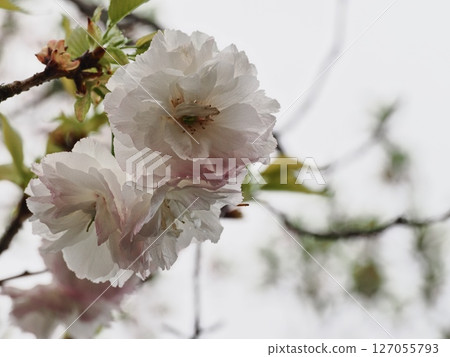 雙櫻花 雙櫻花 127055793