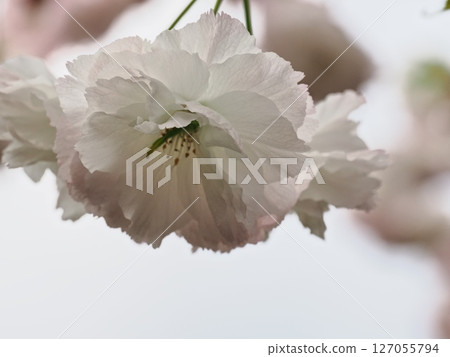 Double-flowered cherry blossoms Fugenzou 127055794