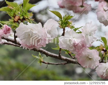 Double-flowered cherry blossoms Fugenzou 127055795