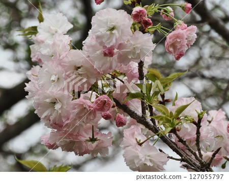 Double-flowered cherry blossoms Fugenzou 127055797