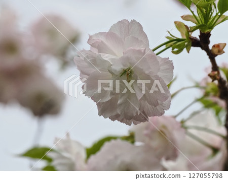 Double-flowered cherry blossoms Fugenzou Double-flowered cherry blossoms Fugenzou 127055798