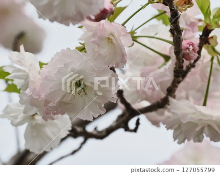Double-flowered cherry blossoms Fugenzou Double-flowered cherry blossoms Fugenzou 127055799