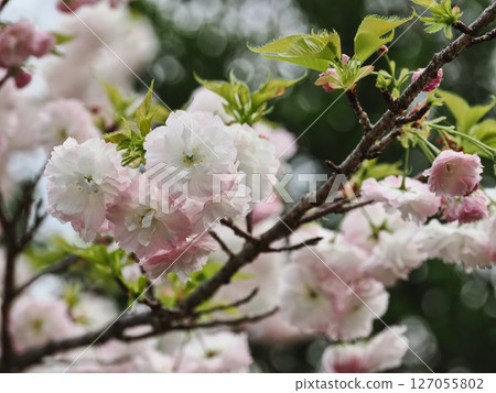雙櫻花 127055802