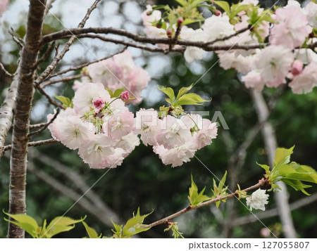雙櫻花 雙櫻花 127055807