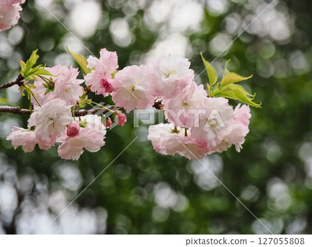 Double-flowered cherry blossoms Fugenzou Double-flowered cherry blossoms Fugenzou 127055808