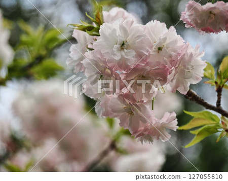 Double-flowered cherry blossoms Fugenzou Double-flowered cherry blossoms Fugenzou 127055810