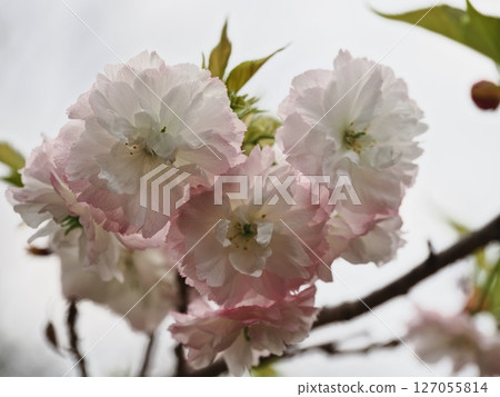 Double-flowered cherry blossoms Fugenzou Double-flowered cherry blossoms Fugenzou 127055814